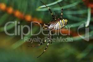 Striped spider