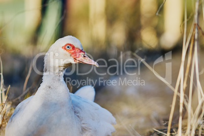 White duck 2