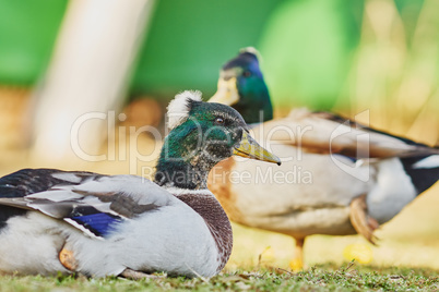 Wonderful ducks