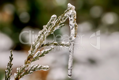 Big icicle