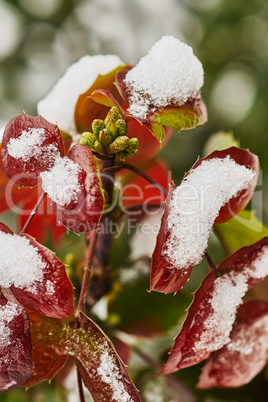 Mahonia shrub