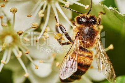 Bee