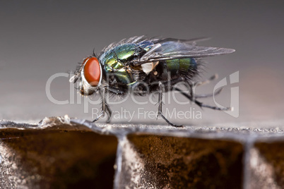 Dancing green fly