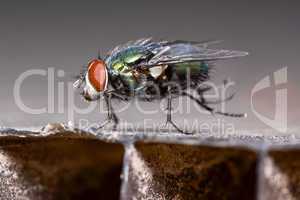 Dancing green fly