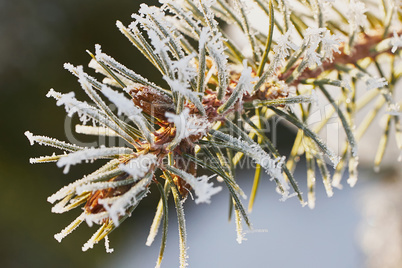 Pine branch with frost