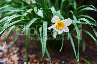 Narcis flower