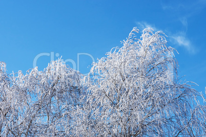 Birch trees in hoarfrost