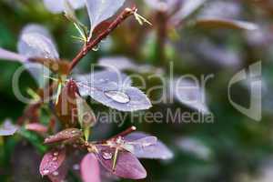 Barberry branch