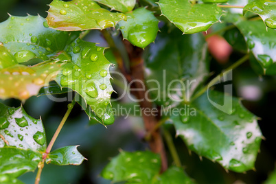 Branch mahonia