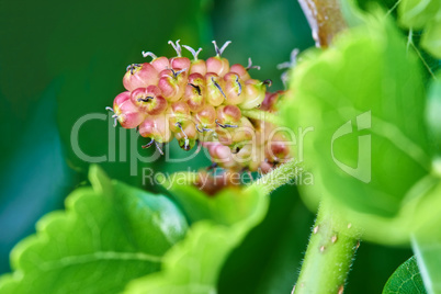 Unripe mulberry in late May