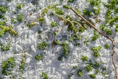 Frozen snow with green grass