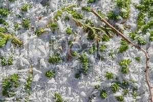 Frozen snow with green grass
