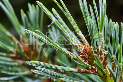 Pine branch with young cones