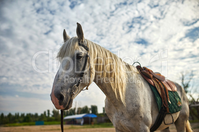 Portrait of a horse