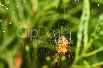Spider with spider web