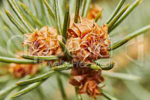 Emerging pine cone2