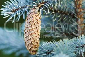 Fir cone