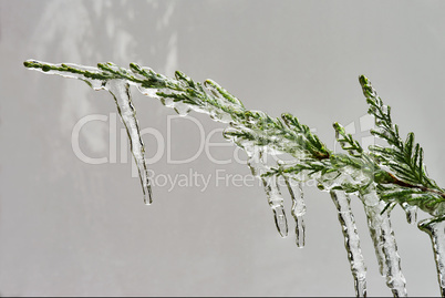 Icicle on a branch of a juniper