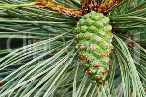 Green pine cone