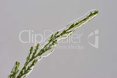 Branch of juniperus covered with ice