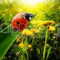 Ladybug sunlight on the field