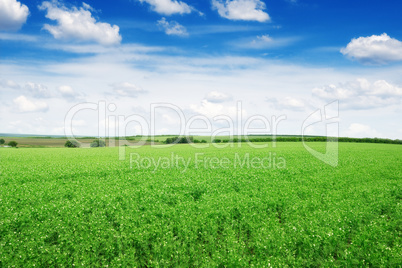 Pea field and blue sky