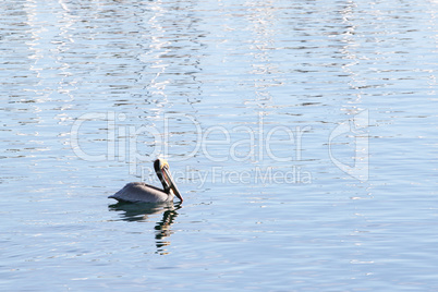 Swimming Pelican