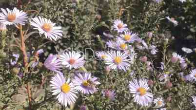 Aster flower And Bees