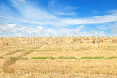 Field with Stacks of straw and blue sky