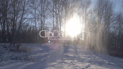 Sunny winter day in the forest