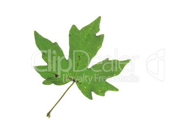 Feldahorn (Acer campestre)