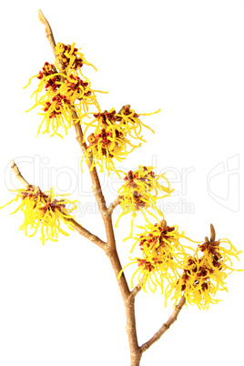 Zaubernuß - Hamamelis