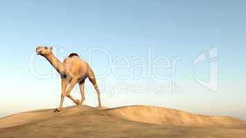 Camel running - 3D render