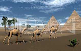 Camels and pyramids - 3D render