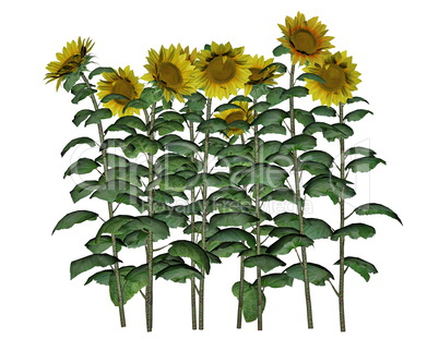 Sunflowers - 3D render