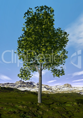 Ohio buckeye tree - 3D render