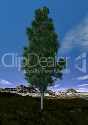 Pine tree - 3D render