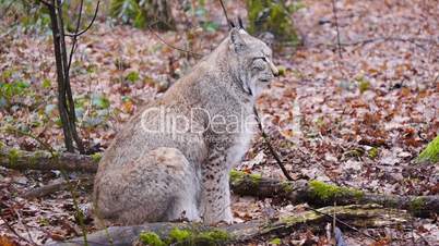 Luchse (Lynx)