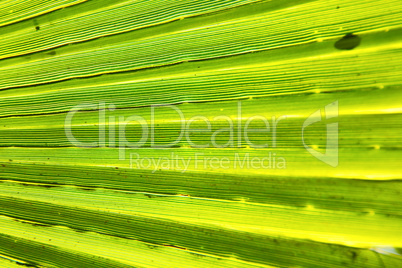 abstract green leaf in blur