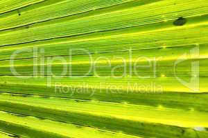 abstract green leaf in blur
