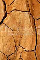 abstract texture of a broke dry sand and lichens