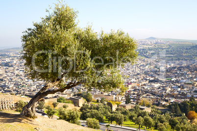 from high in the village morocco tree