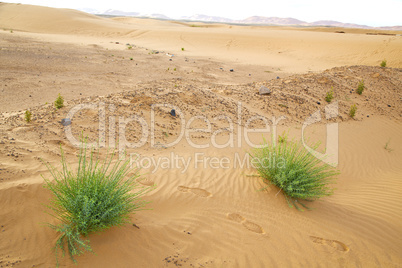 in the  desert oasi morocco sahara africa dune