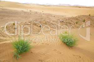 in the  desert oasi morocco sahara africa dune