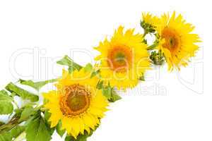 flowers sunflower isolated on white background