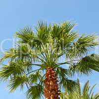 tropical palm on background of blue sky