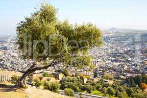 from high in the village morocco tree