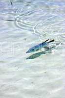 little fish   isla contoy         in  roath  drop sunny day  wav