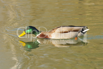 Stockente