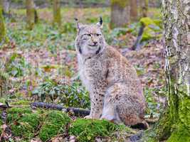 Luchse (Lynx)